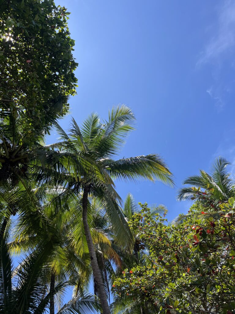 Oh wie schön ist Panama